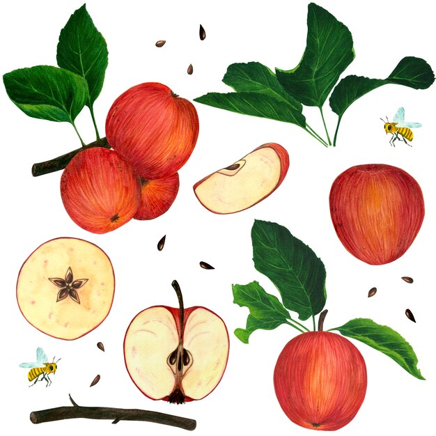 Sertie de feuilles dessinées à la main avec des pommes rouges et des tranches Illustration aquarelle