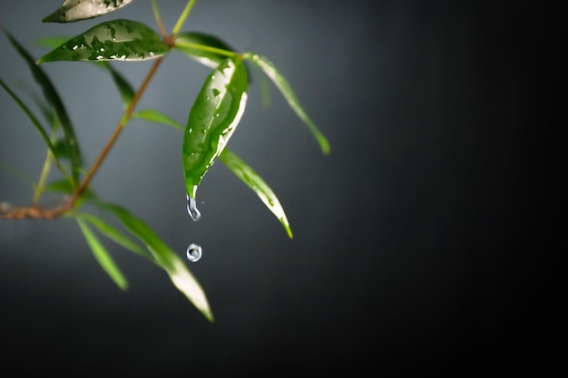 Sérum botanique biologique naturel ou goutte d'eau d'huile sur la pointe d'une feuille verte Un concept d'huile naturelle