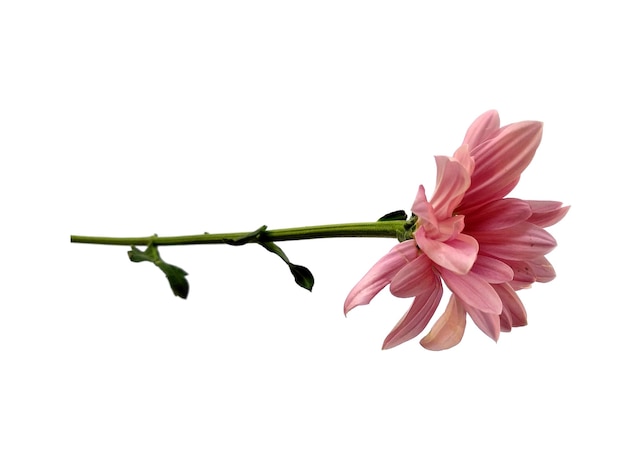 Seruni ou fleur de chrysanthème isolé sur fond blanc