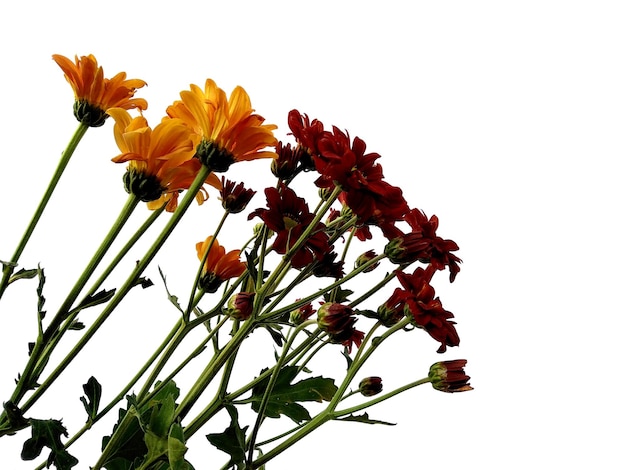 Seruni ou fleur de chrysanthème isolé sur fond blanc