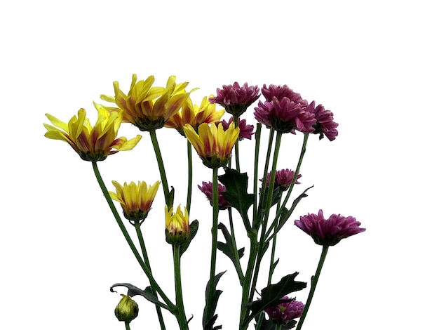 Seruni ou fleur de chrysanthème isolé sur fond blanc