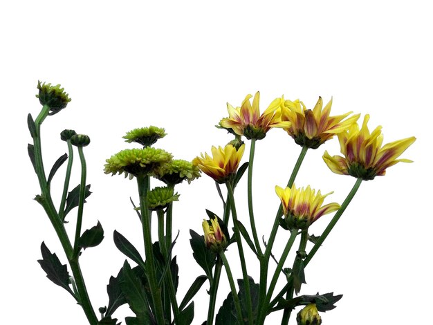 Photo seruni ou fleur de chrysanthème isolé sur fond blanc