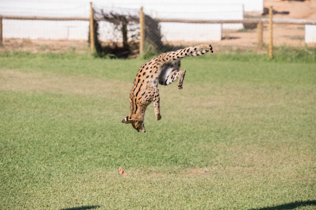 Serval, animal félin sautant haut dans une zone d'herbe chassant sa proie.