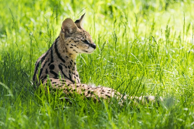 Photo serval leptailurus serval reste dans l'herbe