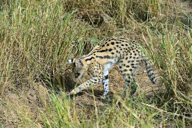 Serval natsionalnm dans le parc Tsavo au Kenya