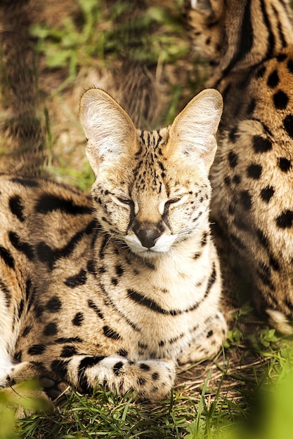 Photo serval se détend sur le terrain