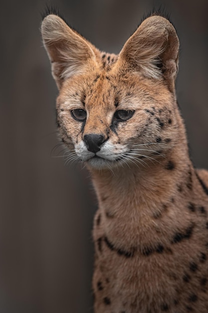 Photo serval