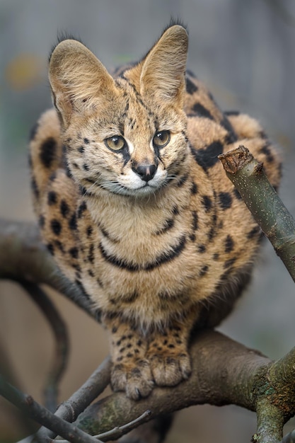 Photo serval