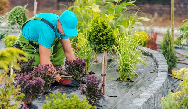 Services professionnels d'entretien paysager de jardin