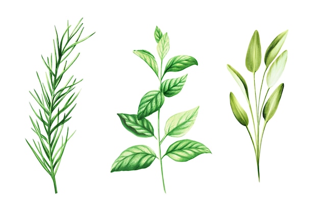 Set d'aquarelle d'herbes aromatiques Illustrations de sauge à la menthe de romarin frais isolée sur le fond De
