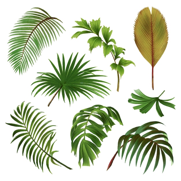 Set d'autocollants png de feuilles tropicales design d'aquarelle botanique clip art fond transparent
