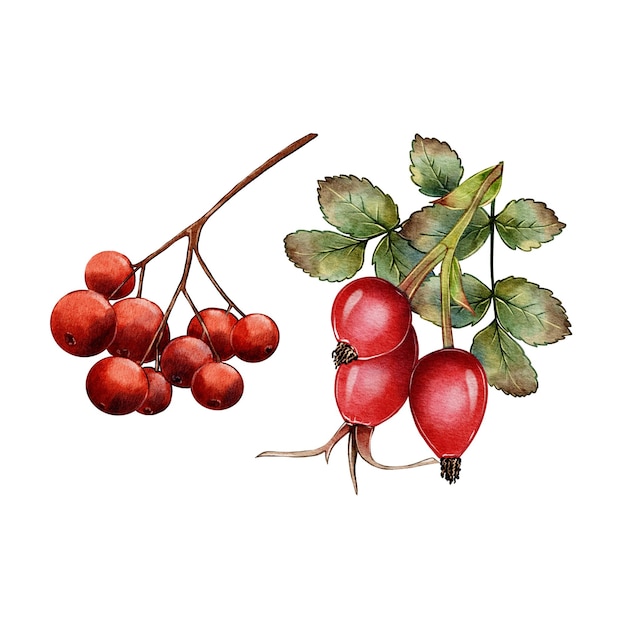 Set d'automne de baies de rowan rouge et d'aquarelle de rose à rose sur fond blanc avec des parfums