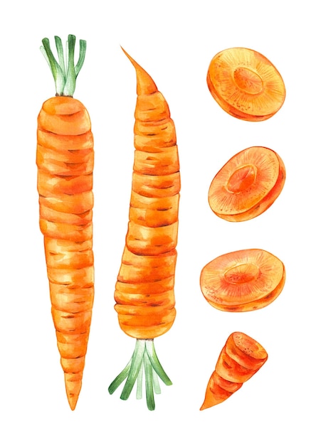 Photo set de carottes à l'aquarelle dessinées à la main isolées sur blanc