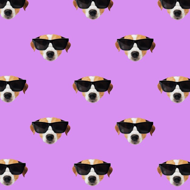 Photo set de chien jack russell terrier avec des lunettes de soleil motif drôle de tête de chiot sur un fond coloré