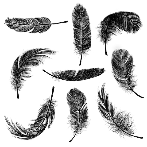 Set d'éléments de conception à plumes noires Png
