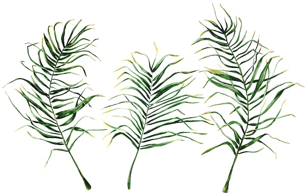Photo set de feuilles de palmier dessiné à la main sur fond blanc pour votre conception branches de palmier isolées