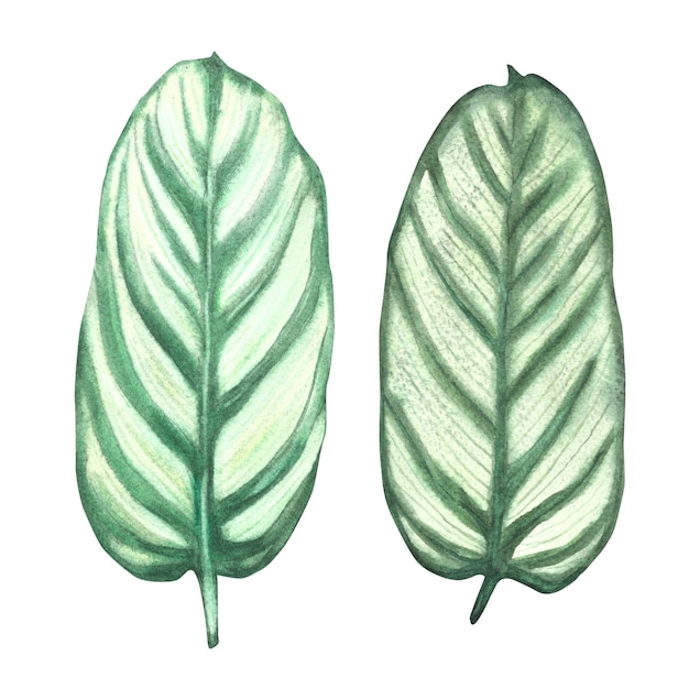 Photo set de feuilles tropicales plantes d'intérieur calathea feuilles exotiques illustration dessinée à la main à l'aquarelle