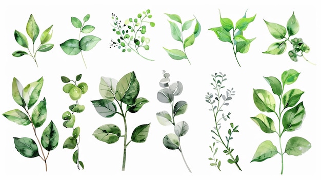 Set floral d'aquarelle de feuilles vertes et de branches de verdure