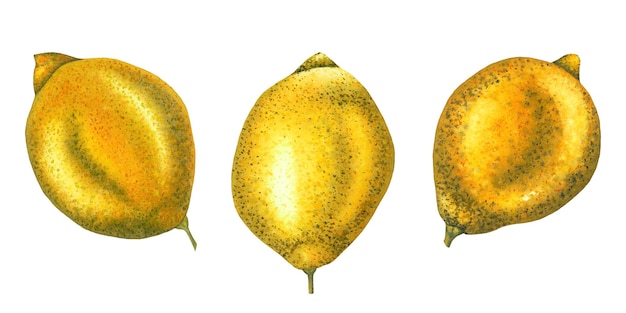 Set de fruits aux citrons Illustration à l'aquarelle dessinée à la main de fruits tropicaux entiers isolés sur du blanc