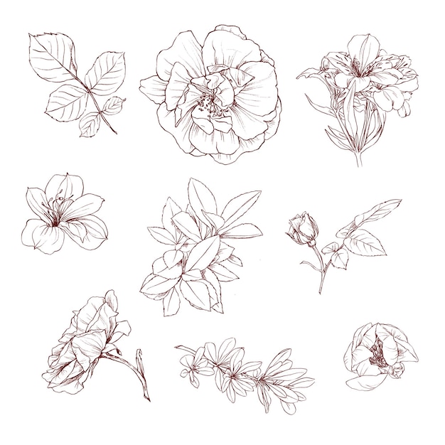 Set d'illustrations à crayon dessinées à la main d'éléments de fleurs vintage