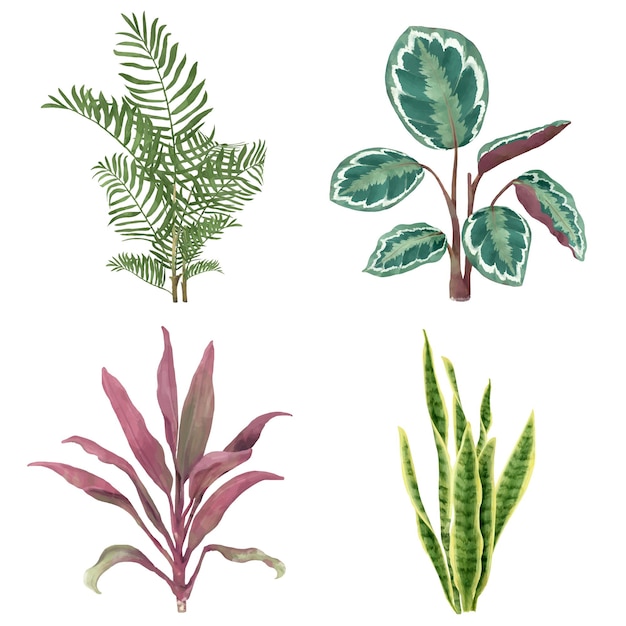 Set de plantes botaniques à l'aquarelle Png