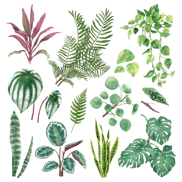 Set de plantes botaniques à l'aquarelle Png
