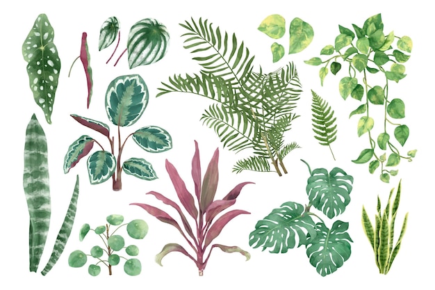 Set de plantes en png botanique à l'aquarelle