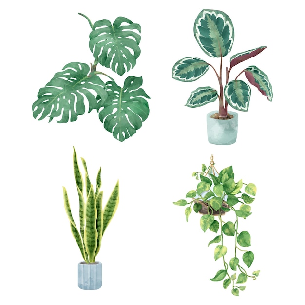 Set de plantes en png botanique à l'aquarelle