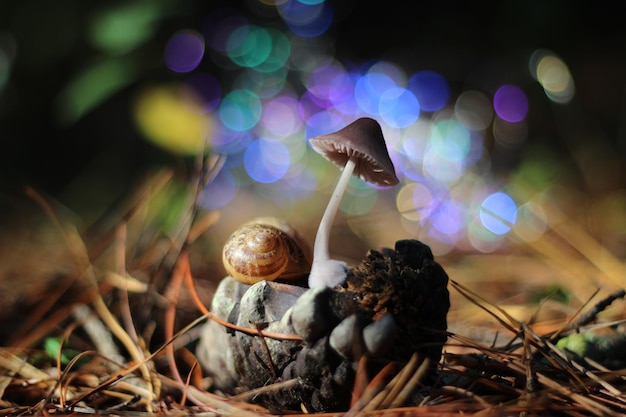 Seta et caracol avec fond de couleurs bokeh.