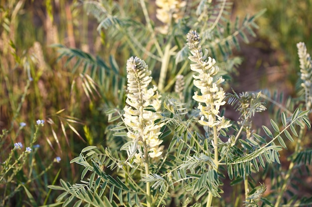 Photo sétaire de sophora sophora alopecuroides sophora vulgaris plante médicinale vivace une espèce du genre sophora de la famille des légumineuses fabaceae