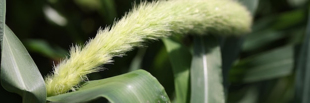 Photo setaria pousse dans le champ dans la nature fleur de sétaire verte dans le concept de nature verte