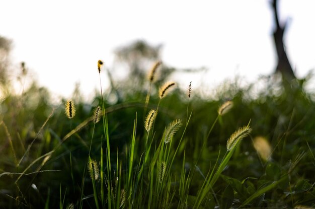 Setaria viridis dans le parc