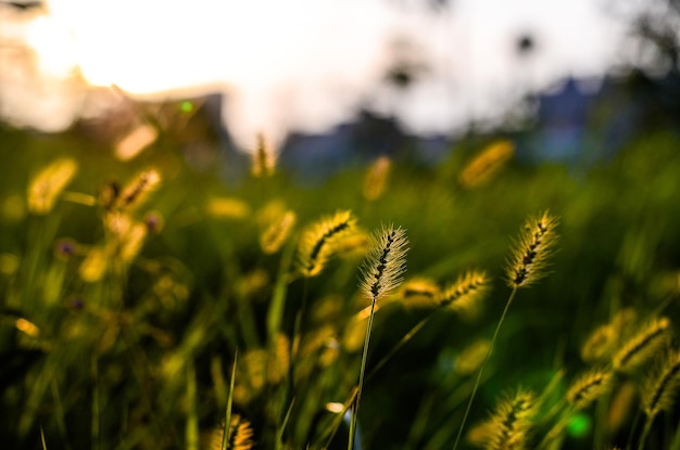 Setaria viridis dans le parc