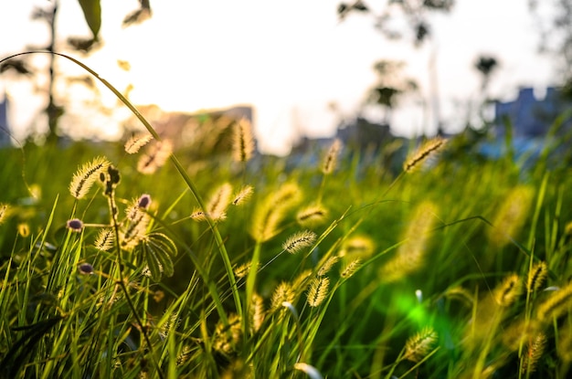 Setaria viridis dans le parc