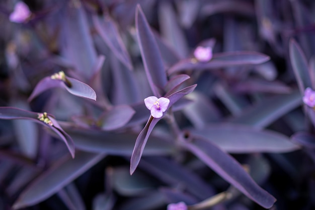 Setcreasea un cœur violet un beau fond de végétation violette