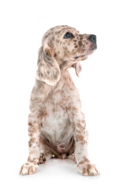 Setter anglais chiot