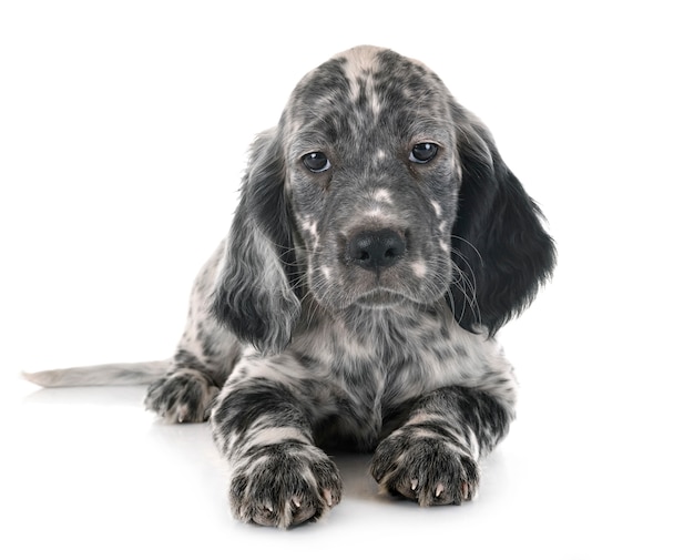 Setter anglais chiot