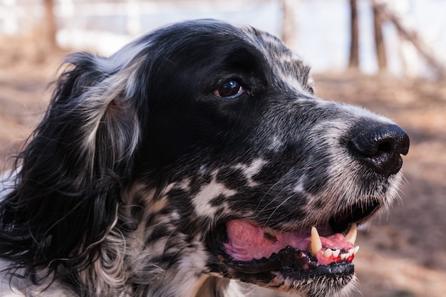 Setter anglais. Tête d'un beau chien.