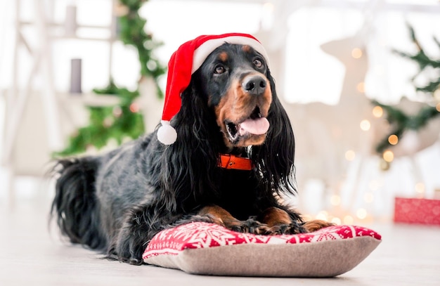 Setter Gordon à Noël