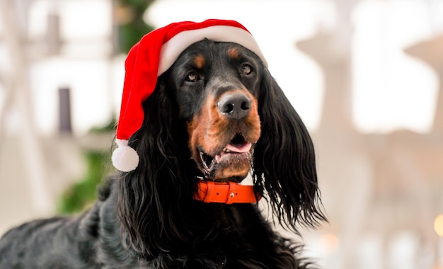 Setter Gordon à Noël