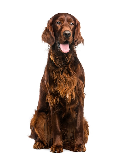 Setter irlandais (2 ans) devant un mur blanc