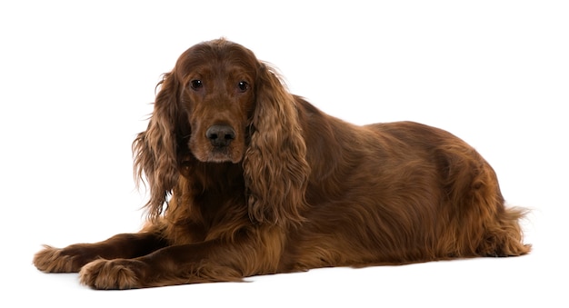 Setter irlandais, 8 ans, allongé devant un mur blanc