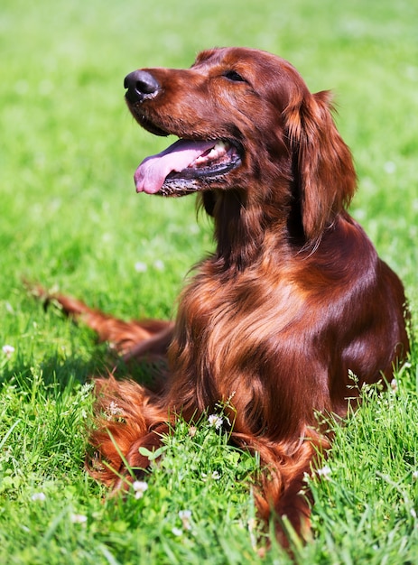 Setter irlandais couché sur l&#39;herbe