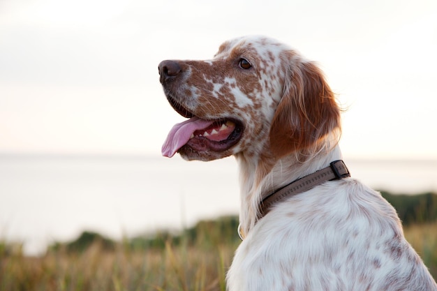 Setter irlandais sur paysage de mer