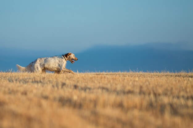 Setter en pointillé