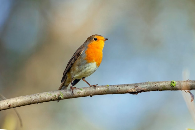 Seul adulte robin (erithacus rubecula aux abords) perché au milieu du feuillage de printemps..