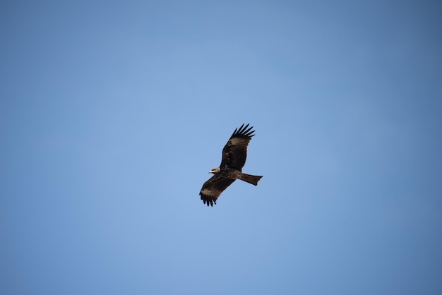 Seul aigle volant haut dans un ciel clair pendant la journée