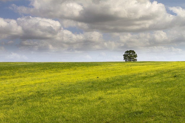 Seul arbre dans un beau et grand champ vert sous les nuages blancs moelleux pendant la journée