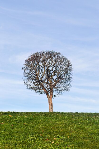 seul arbre dans un champ sur fond de ciel bleu