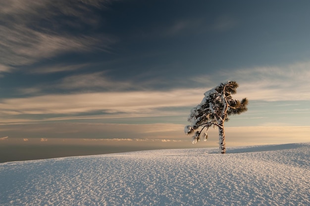 Seul arbre dans le givre et paysage dans la neige contre le ciel bleu. Scène d'hiver.